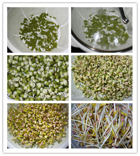 涼拌自發(fā)綠豆芽 - 周太靚湯 - 周太靚湯