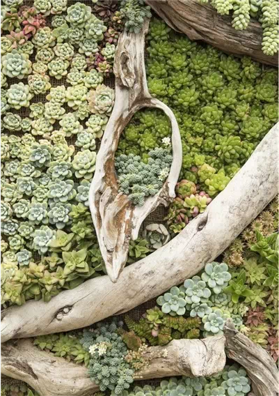 太美了：當(dāng)枯木遇上多肉植物【圖】 - 浪蝶 - 美女如云