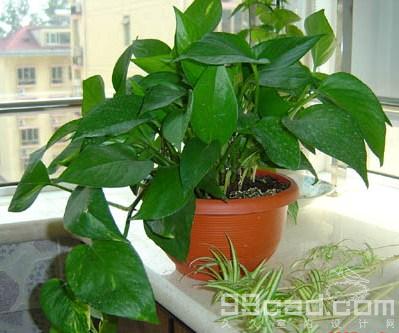 家庭養(yǎng)花---沒(méi)有污染的殺蟲妙招 - 徽娘 - 徽娘