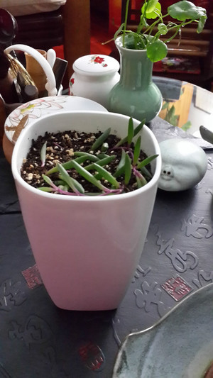 安然度夏——紫玄月 - 楚天 - 楚天·海闊天空