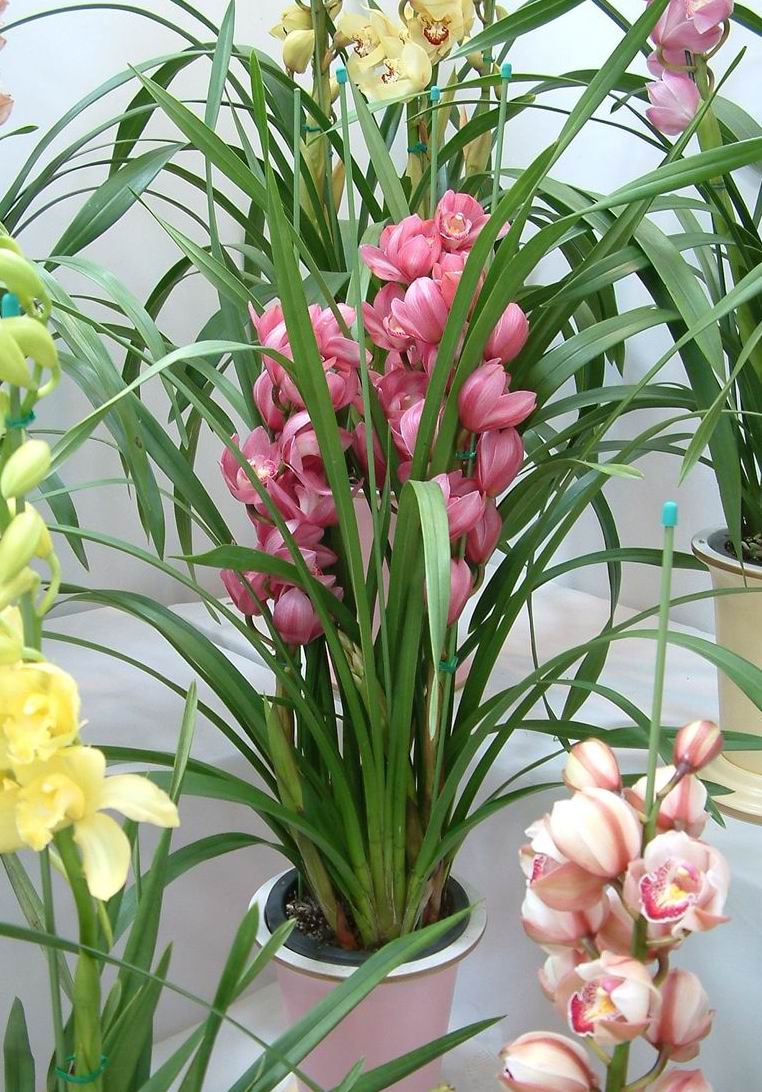 家庭養(yǎng)花---沒(méi)有污染的殺蟲(chóng)妙招 - 徽娘 - 徽娘 家庭養(yǎng)花---沒(méi)有污染的殺蟲(chóng)妙招 - 徽娘 - 徽娘
