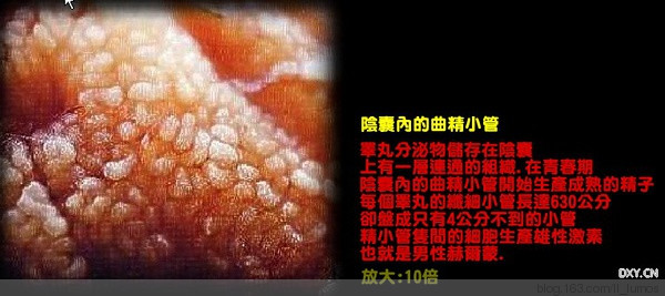 人類之生 - 做手工夢的時間 - 時間合訂本