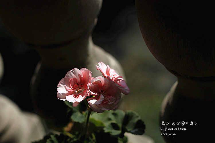 2012年11月29日 - 花滿樓 - 花滿樓