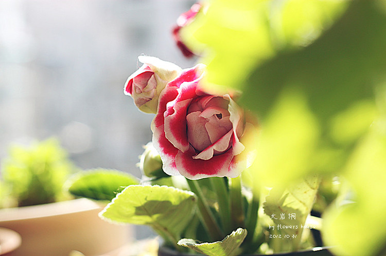 2012年11月29日 - 花滿樓 - 花滿樓