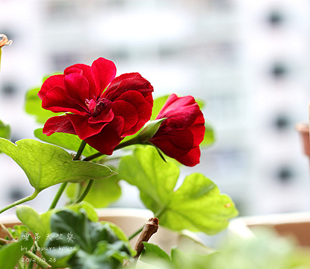 2012年11月29日 - 花滿樓 - 花滿樓