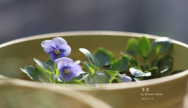 2012年11月29日 - 花滿樓 - 花滿樓