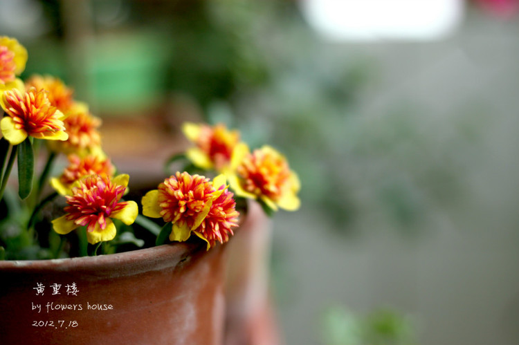 等花開 - 花滿樓 - 花滿樓
