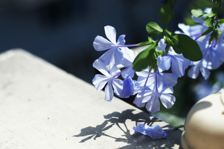 等花開 - 花滿樓 - 花滿樓