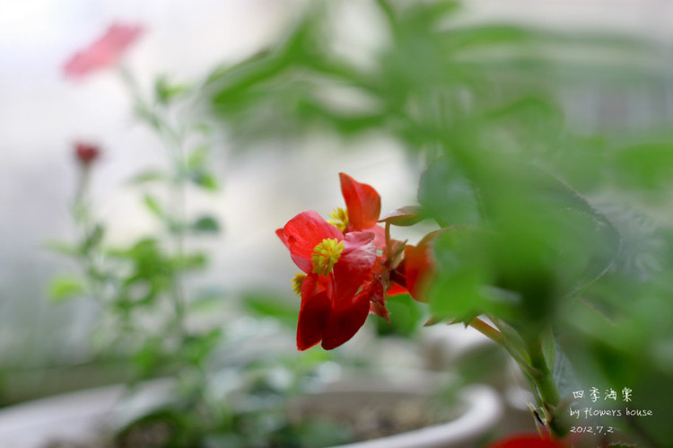 等花開 - 花滿樓 - 花滿樓