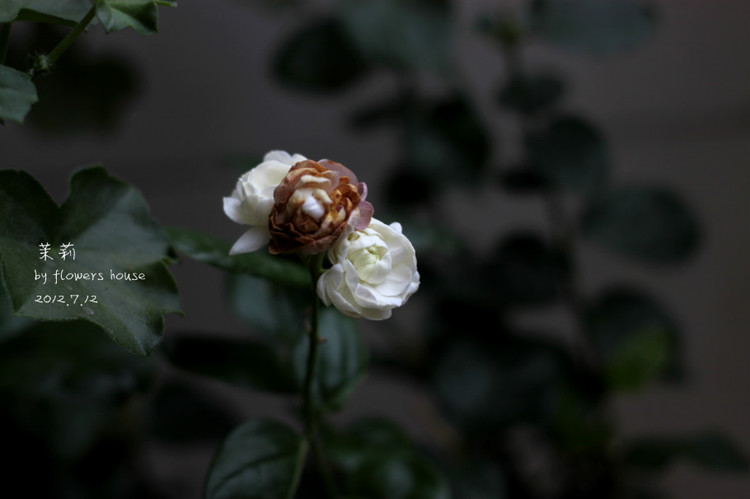 等花開 - 花滿樓 - 花滿樓
