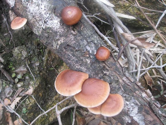 豆腐雜菌湯 - 素食空間 -