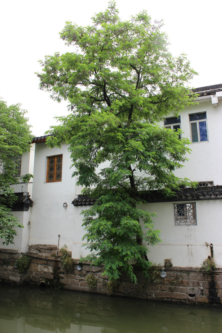 全家南翔一日游---古鎮(zhèn)（一） - xiaocao - xiaocao