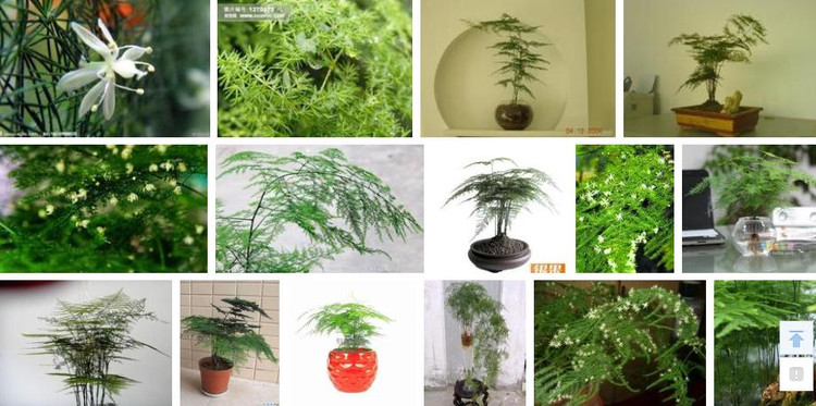 盆栽種植之自制殺蟲劑 - hanwa - 心.靈.的家園 盆栽種植之自制殺蟲劑 - hanwa - 心.靈.的家園