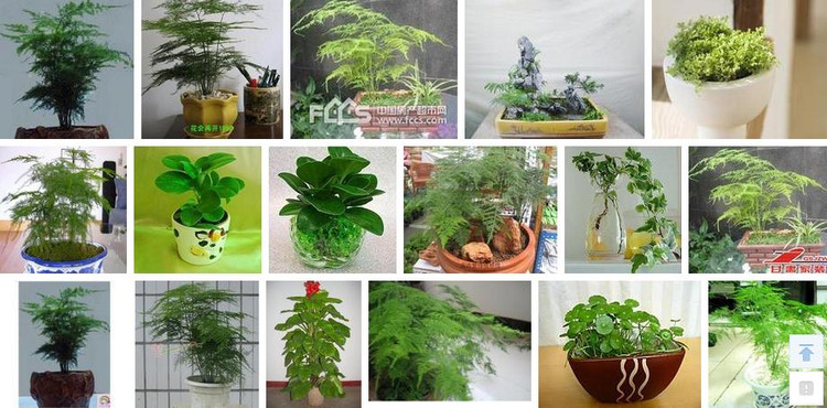 盆栽種植之自制殺蟲劑 - hanwa - 心.靈.的家園 盆栽種植之自制殺蟲劑 - hanwa - 心.靈.的家園
