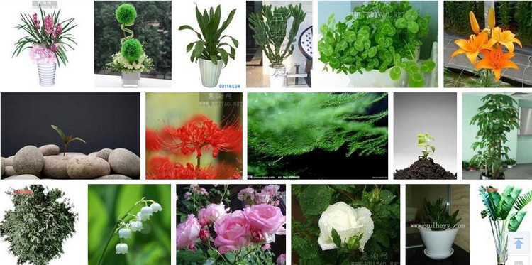 盆栽種植之自制殺蟲劑 - hanwa - 心.靈.的家園 盆栽種植之自制殺蟲劑 - hanwa - 心.靈.的家園
