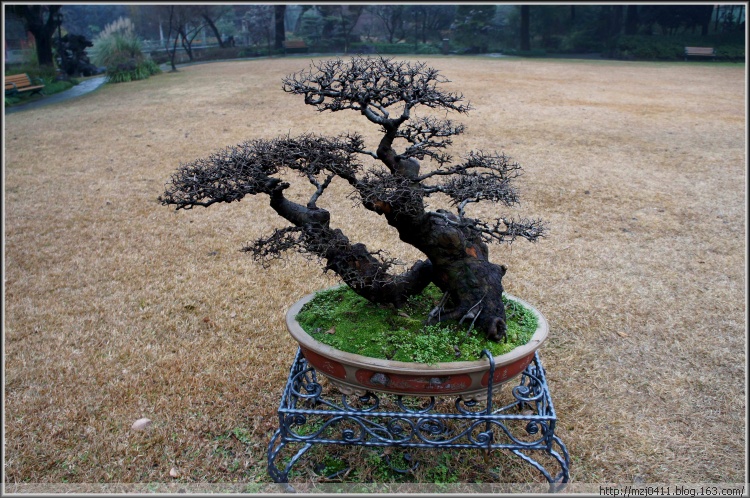 【原創(chuàng)】丁香花園（二） - 士心尹口 - 士心尹口的博客