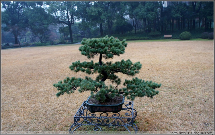 【原創(chuàng)】丁香花園（二） - 士心尹口 - 士心尹口的博客