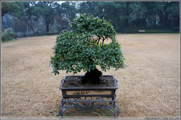 【原創(chuàng)】丁香花園（二） - 士心尹口 - 士心尹口的博客