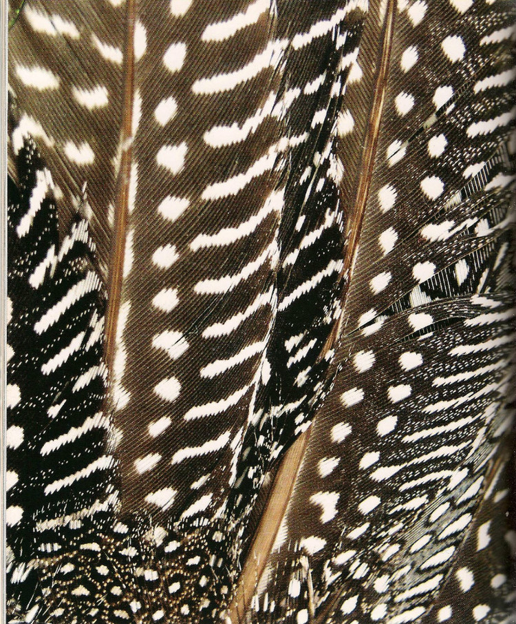 Knits of a Feather :20 Stylish Knits Inspired by Birds in Nature - 輕描淡寫(xiě) - 輕描淡寫(xiě)