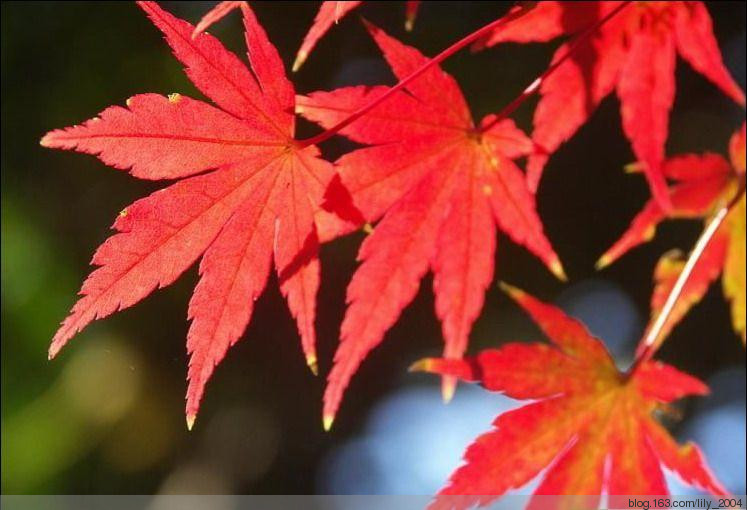 【Lily手工】--楓.橋--仿阿卡套衫 - Lily - Lily的手工編織天地