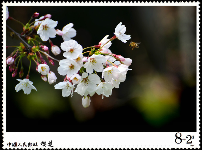 自制櫻花郵票 - cello-ma - cello-ma的博客