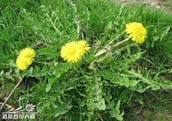 苦菜和醋調，速治白癜風 - 秋白 - 黑色物語