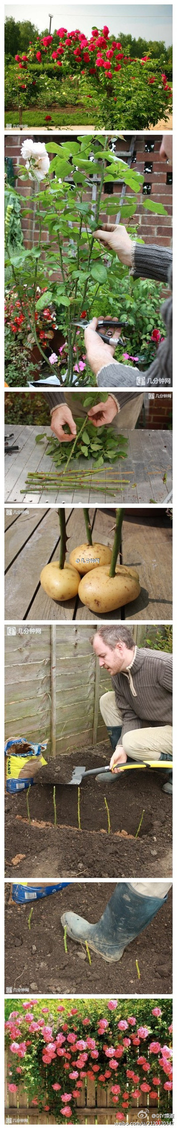 扦插種植玫瑰技巧，其他類似花木也可以用土豆來(lái)扦插哦 - 快樂(lè)大衛(wèi)393890656 - 快樂(lè)大衛(wèi)393890656的博客