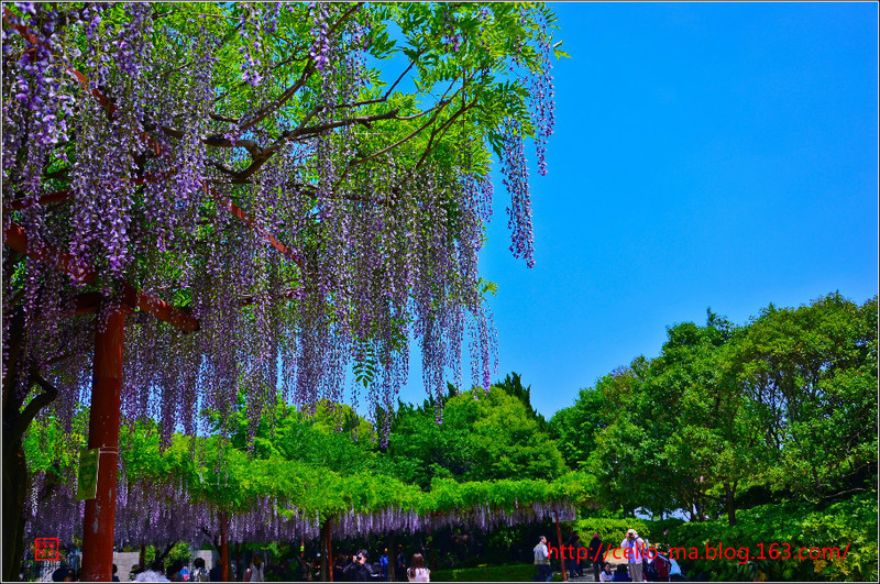 上海嘉定紫藤公園 - cello-ma - cello-ma的博客
