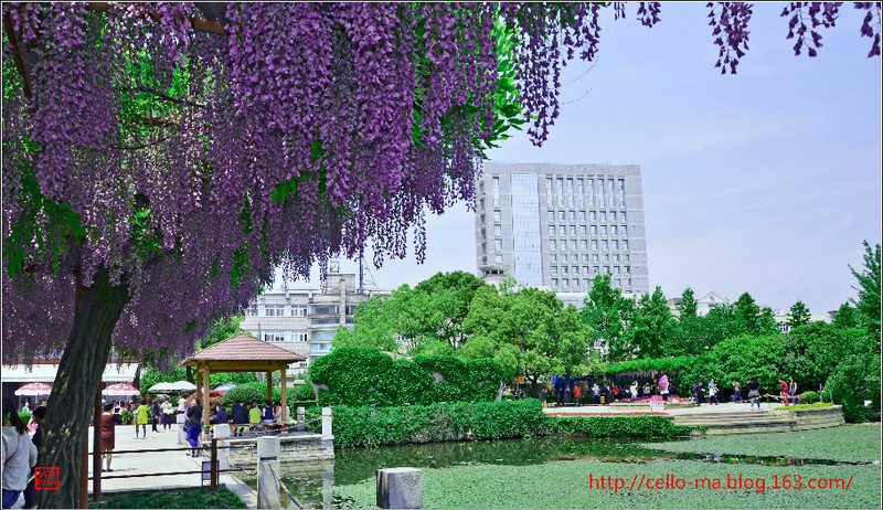上海嘉定紫藤公園 - cello-ma - cello-ma的博客