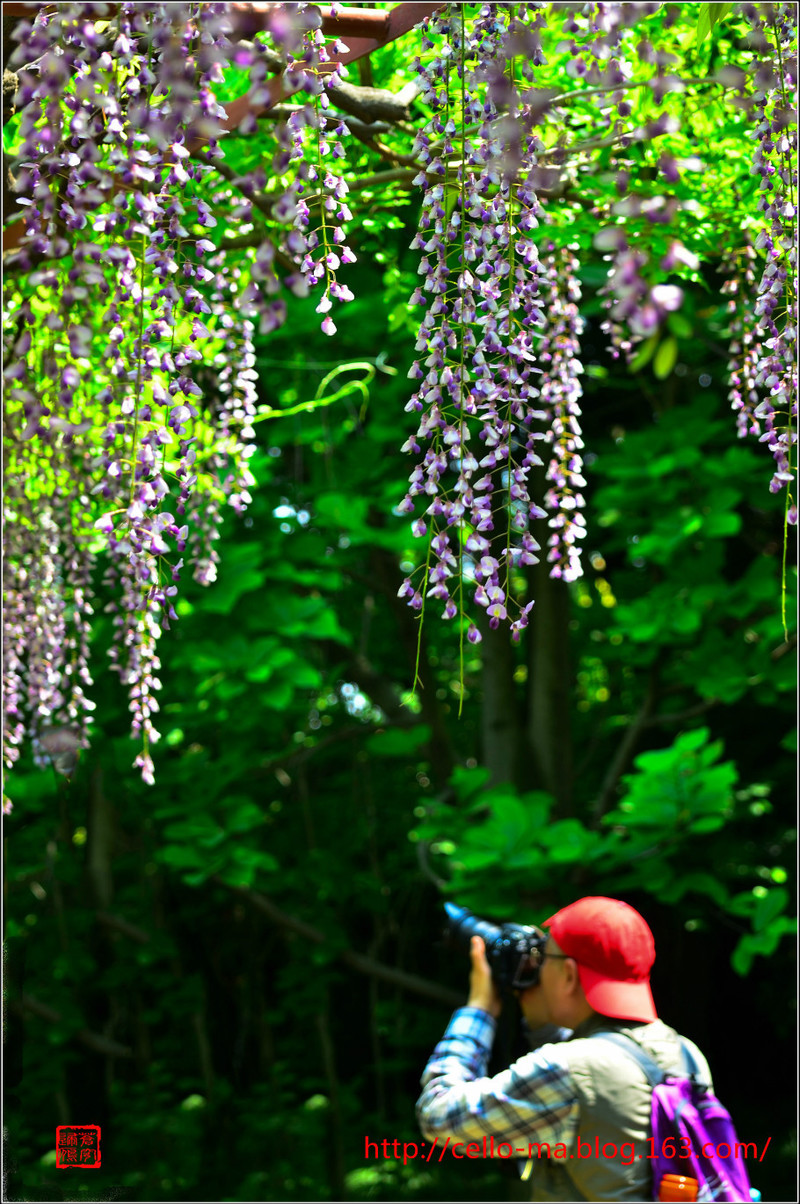 上海嘉定紫藤公園 - cello-ma - cello-ma的博客
