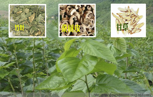 76個(gè)中藥外敷肚臍偏方【非常實(shí)用】 - zhangmimi888888 - 其實(shí)，世界并不復(fù)雜，復(fù)雜的只是人心-mi