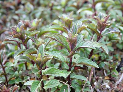 20余年痔瘡根治 - 瀛子 - 瀛の小箋