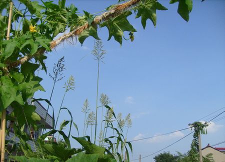 絲瓜藤可不一般，它能治好鼻竇炎 - 瀛子 - 瀛の小箋
