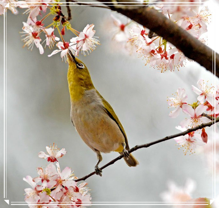 蕩胸生層云，決眥入歸鳥 - 淡泊 - 淡泊