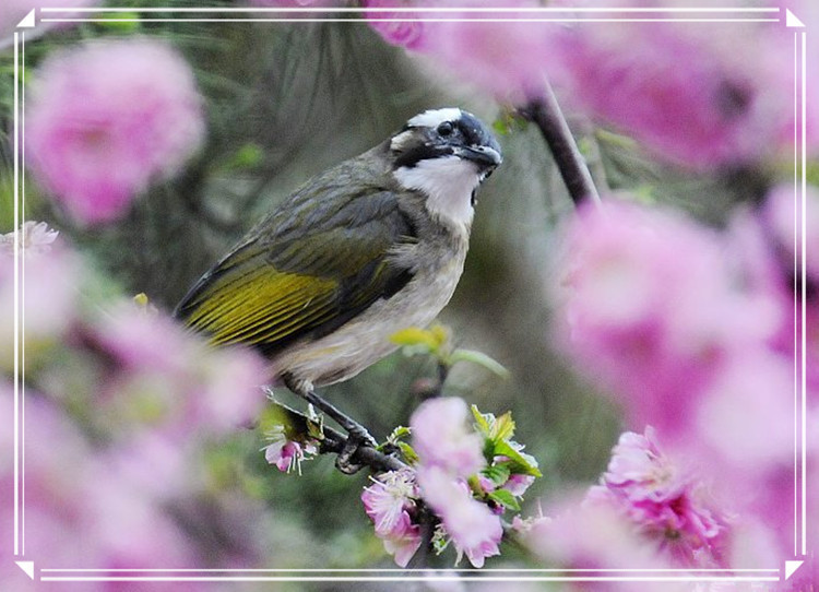 蕩胸生層云，決眥入歸鳥 - 淡泊 - 淡泊