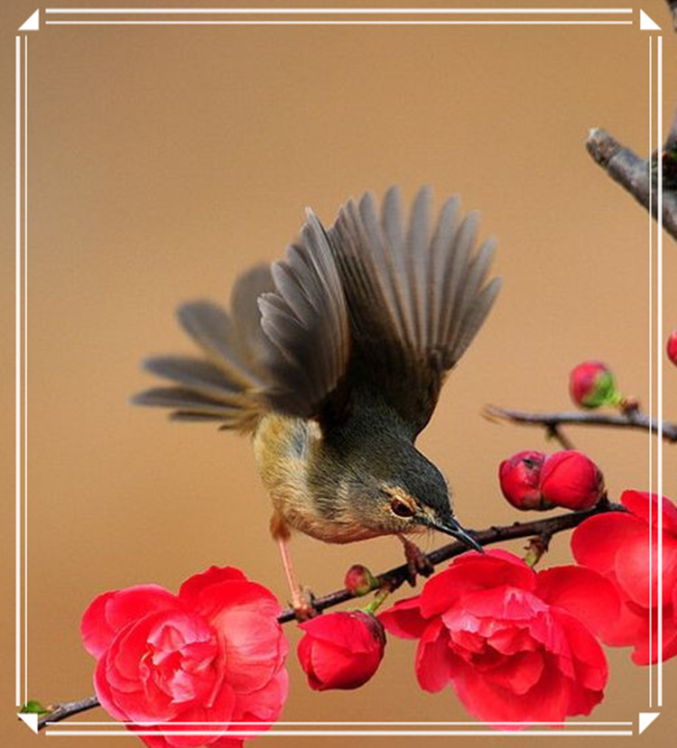 蕩胸生層云，決眥入歸鳥 - 淡泊 - 淡泊