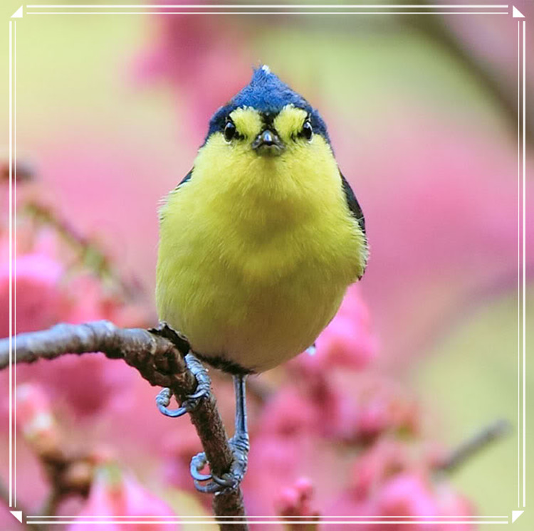 蕩胸生層云，決眥入歸鳥 - 淡泊 - 淡泊