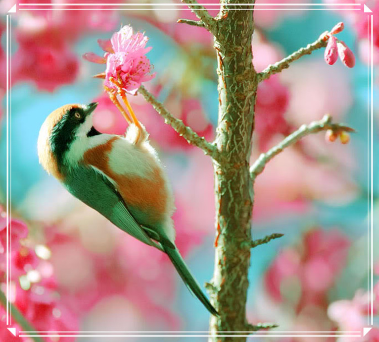 蕩胸生層云，決眥入歸鳥 - 淡泊 - 淡泊