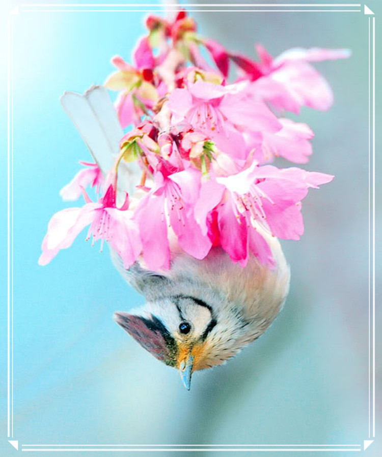 蕩胸生層云，決眥入歸鳥 - 淡泊 - 淡泊
