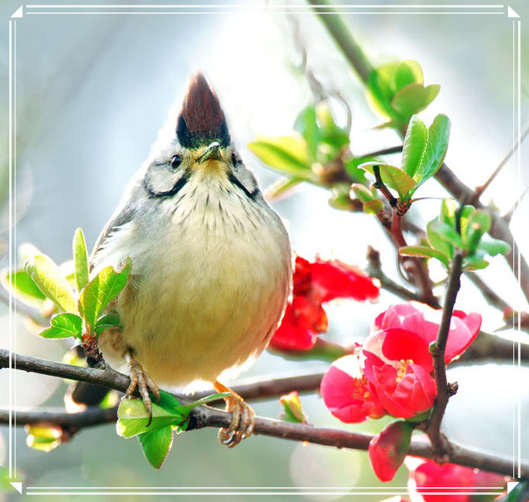 蕩胸生層云，決眥入歸鳥 - 淡泊 - 淡泊