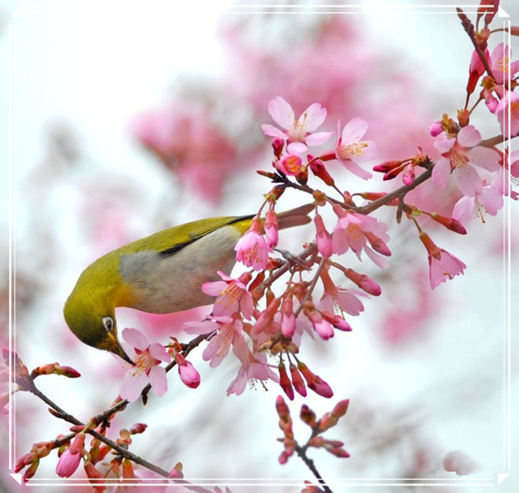 蕩胸生層云，決眥入歸鳥 - 淡泊 - 淡泊