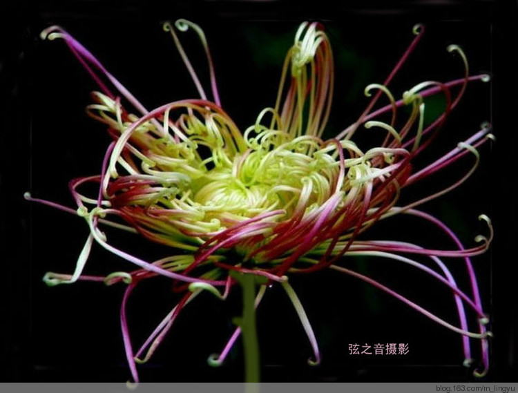 手把手教你做四川火鍋底料 - 弦之音 - 弦之音博客