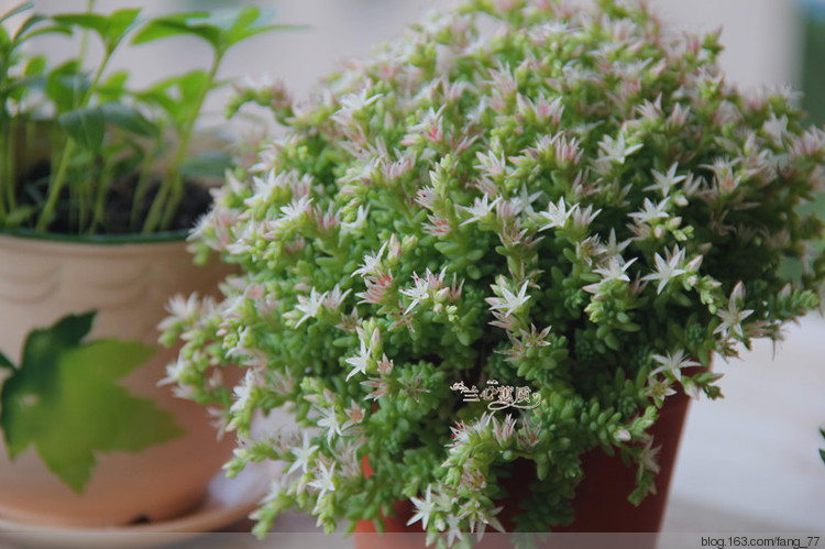 小滿，賞花，（蘭心蕙質2015） - 蘭心蕙質 - 蘭心蕙質藍云海