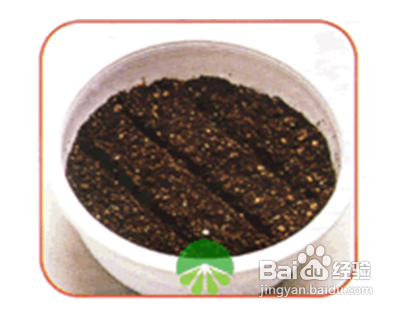 陽(yáng)臺(tái)如何種植西紅柿