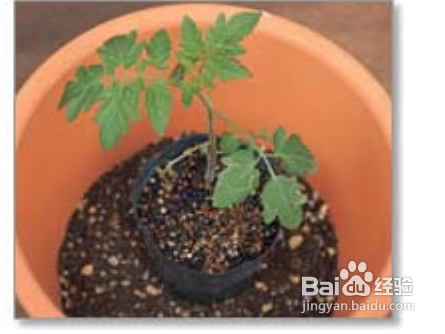 陽(yáng)臺(tái)如何種植西紅柿