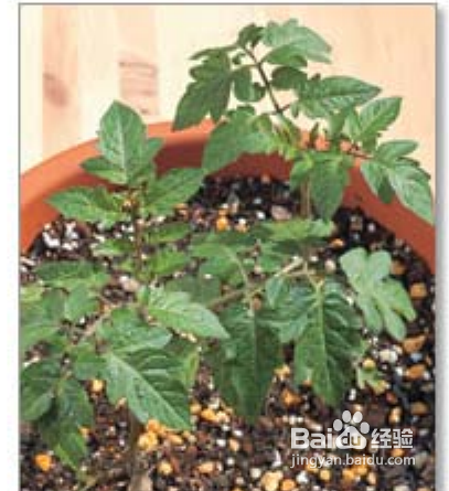 陽(yáng)臺(tái)如何種植西紅柿