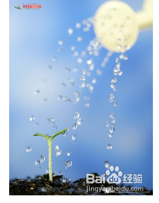 陽(yáng)臺(tái)如何種植西紅柿