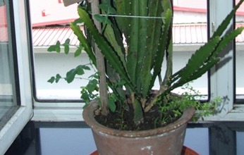 陽(yáng)臺(tái)如何種植西紅柿