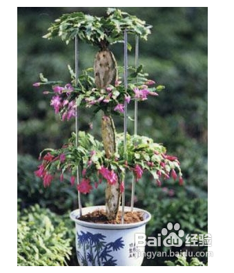 陽(yáng)臺(tái)如何種植西紅柿