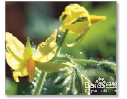 陽(yáng)臺(tái)如何種植西紅柿